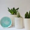 SIOAP (“Say it on a plate”) WAT LEUK turquoise - Image 2